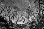 © Harry Pinkerton  <em>Trees all around</em>