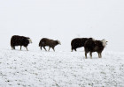 © Harry Pinkerton  <em>Sheep in snow</em>