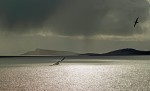 © Tim Fearon  <em>Shetland light</em>