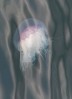 © Tim Fearon  <em>Jellyfish, Harris and Lewis</em>