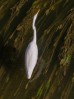 © Tim Fearon  <em>Great White Egret</em>