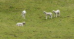 © Andy Best  <em>Spring Lambs</em>