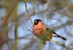 © Chris Chandler  <em>Bullfinch eating the buds</em>