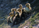 © David Crutchley  <em>Ducklings</em>
