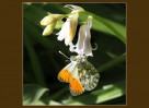 © David Crutchley  <em>Orange Tip male</em>