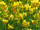 © Elaine Ward  <em>Daffs</em>