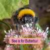 © Ian Hughes  <em>Bee is for Butterbur</em>