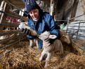 © John Bentley  <em>Lambing Time</em>