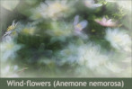 © Margaret Smith  <em>Wind-flowers (Wood Anemones)</em>