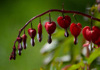 © Nick Burton  <em>Bleeding Heart in Bloom</em>