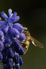 © Peter Robinson  <em>Bee on Grape Hyacinth...another attempt</em>