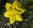 © Sue Best  <em>Double Daffodil</em>