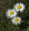 © Sue Best  <em>Daisies</em>