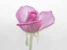 © Gill Pinkerton  <em>Delicate Rose</em>