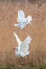 © Ian Hughes  <em>Egret Attack</em>