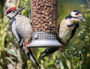 © Sue Haddrill  <em>Peanut Heaven</em>