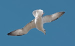 © Tim Fearon  <em>Fulmar</em>