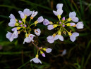 © Tim Fearon  <em>Cuckooflower</em>