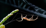 © Chris Chandler  <em>Spider and webs</em>