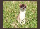 © David Crutchley  <em>Stoat Alert</em>