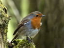 © Sue Best  <em>Robin</em>