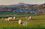 © John Bentley  <em>Sheep and Lambs, Settle</em>
