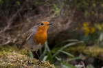 © Peter Robinson  <em>Robin...2nd attempt with remote control</em>