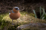 © Peter Robinson  <em>Chaffinch...1st attempt with remote control</em>