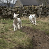 © Sue Best  <em>Spring Lambs</em>