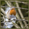 © Sue Haddrill  <em>Cheeky Chappy</em>