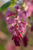 © Tim Fearon  <em>Flowering currant</em>