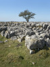 © Gill Pinkerton  <em>Tree on Scales Moor</em>