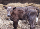 © Jeanette Davidson  <em>calf</em>
