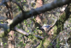 © Jonathan Heath  <em>Spring Nuthatch (April 2019)</em>