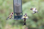 © Jonathan Heath  <em>Quarrelsome Goldfinches</em>