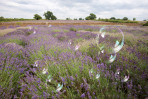 © Malcolm Walker  <em>Horse Pond Farm Lavender</em>