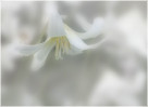 © Margaret Smith  <em>Erythronium white beauty</em>