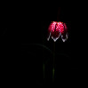 © Rod Smith  <em>Lily by Torchlight</em>