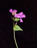 © Rod Smith  <em>Spring Flower</em>