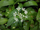 © Tim Fearon  <em>Wild Garlic</em>