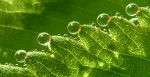 © Yvonne Fairclough  <em>Dew drops</em>