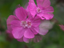 © Gill Pinkerton  <em>double expposure campion</em>