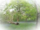 © Gill Pinkerton  <em>Feizor wood</em>