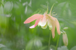 © Margaret Smith  <em>Aquilegia</em>