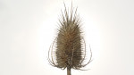 © Paul Underhill  <em>Naturally backlit</em>