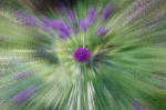 © Peter Robinson  <em>Aliums (10 stop ND filter with zoom movement</em>