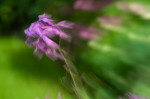 © Rod Smith  <em>Zoom burst</em>