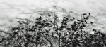 © Tim Fearon  <em>The Birds 1</em>