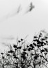 © Tim Fearon  <em>The Birds 2</em>