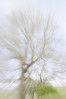 © Jeanette Davidson  <em>zoom in</em>